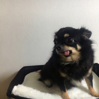 避妊済み。可愛いチワワの女の子 『募集再開』