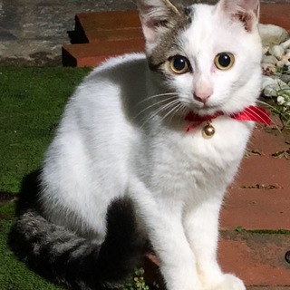 子猫の里親さん募集中