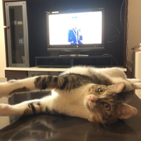 にゃんちゅう