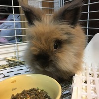 ショコラ