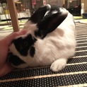 保護うさぎ ボルくん