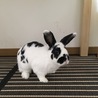 保護うさぎ ボルくん サムネイル5