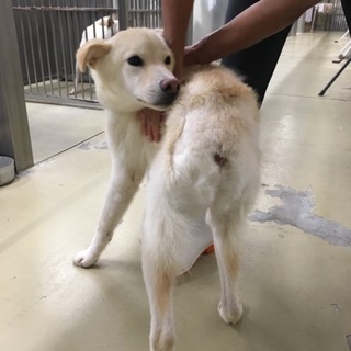 しっぽのない男の子