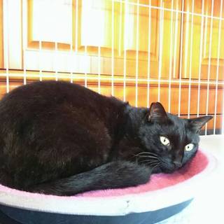 調布駅線路跡地に居た7匹！