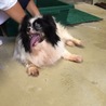 飼育放棄のパピヨン サムネイル3