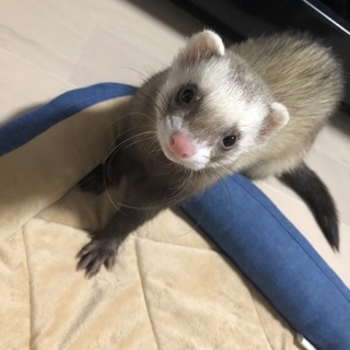 パスバレーフェレット １歳 ♂ 里親募集