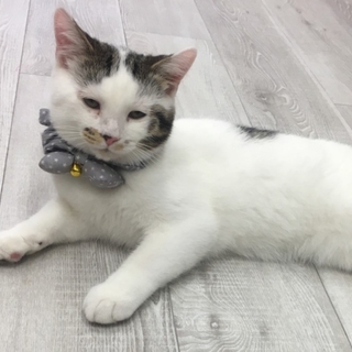 手足は長いけどマンチカン★人馴れ抜群の甘えた男子★