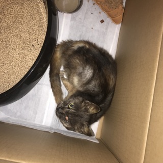 猫を保護しています