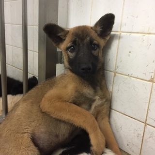 子犬ちゃんの家族になって下さい。動画有り。
