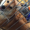 ソラ犬