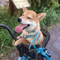 柴犬 2歳 女の子