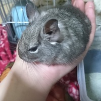 柊