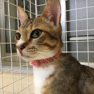 美猫 キジ白 男の子 ♂ 生後約半年