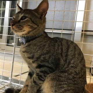 キジトラ 生後約半年 オス