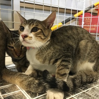 美猫 キジ白 男の子 ♂ 生後約半年