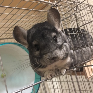 カナダ出身の可愛い丸顔チンチラちゃん