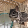 カナダ出身の可愛い丸顔チンチラちゃん サムネイル2