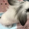 子ウサギ里親募集中！