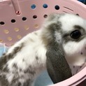 子ウサギ里親募集中