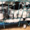子ウサギ里親募集中！