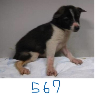 引き出されました。