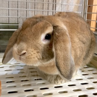 甘えん坊なロップイヤーです♫