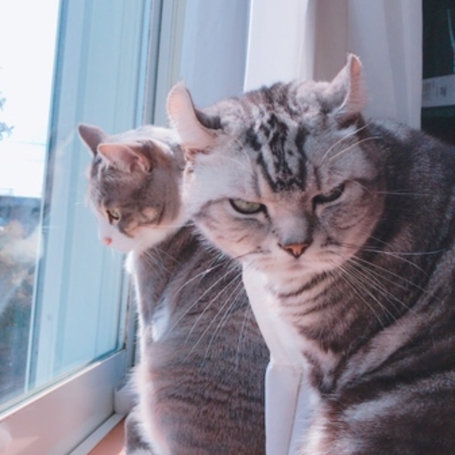 はるまきねこのカバー写真