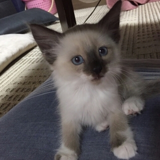 ブルーアイ長毛シャム系の大人しい子です