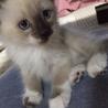 ブルーアイ長毛シャム系の大人しい子です サムネイル2