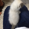 ブルーアイ長毛シャム系の大人しい子です サムネイル4