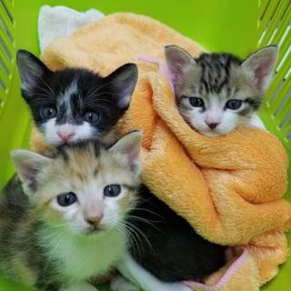 可愛い３兄妹(=^ェ^=)