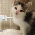 小さなオカッパ男の子猫