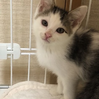 小さなオカッパ男の子猫