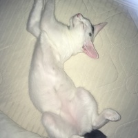 みたらし
