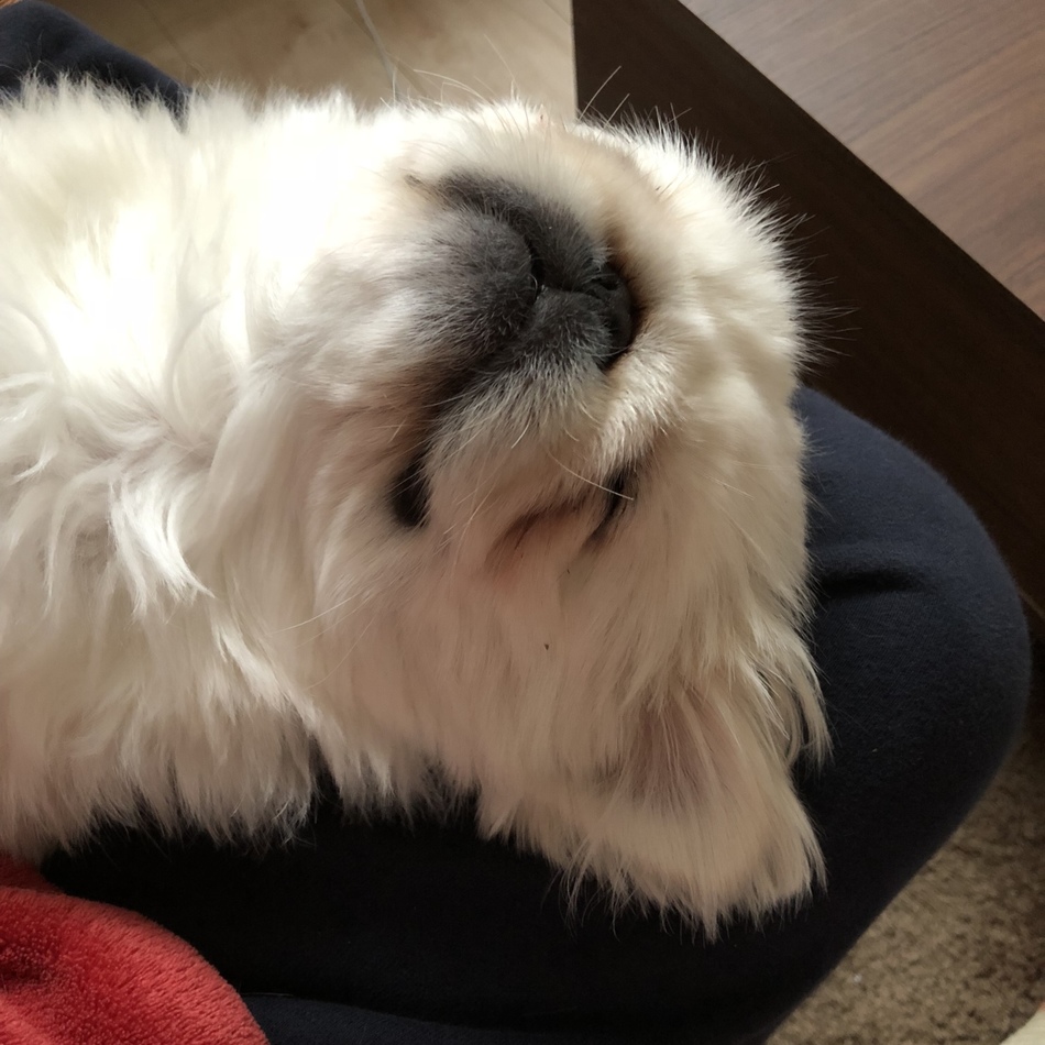 獅子丸&蘭丸のカバー写真