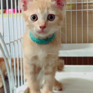 ママ猫さんを保護し、我が家で生まれた くじゃくくん