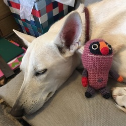 ビバ！野犬！！