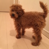 ティーカップ・プードル、レッド、５ヶ月です サムネイル2