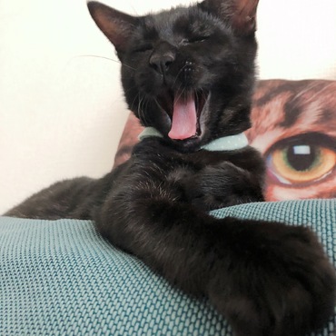 てんてんねむいにゃ〜