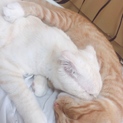 スコティッシュミックス子猫里親募集※注意事項あり