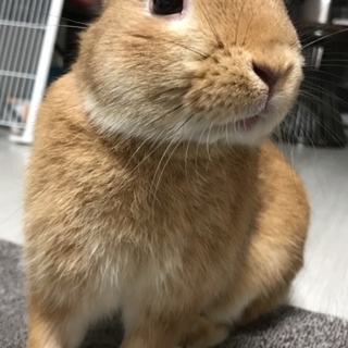 ネザー 2歳 男の子 里親募集