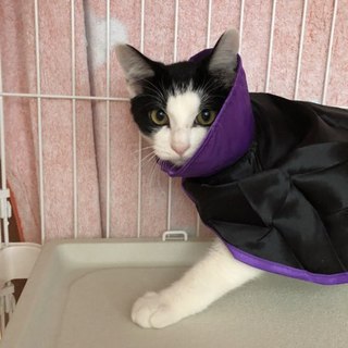 白黒ハチワレのイケメン子猫☆調布市より