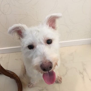 ｳｴｽﾃｨｰ系MIX(ﾒｽ５歳位)うめこ