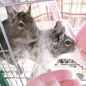 再募集　飼育経験者の方に。３歳（♀）デグー２匹