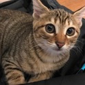 【もふこ】おかげさまで里親様が決まりました！