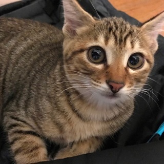 【もふこ】おかげさまで里親様が決まりました！