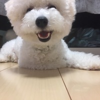 しらす
