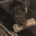 3月生まれのデグー♂