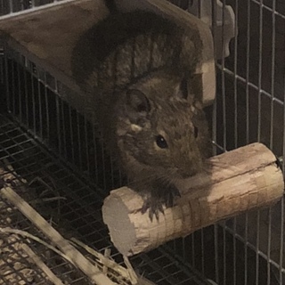 3月生まれのデグー♂