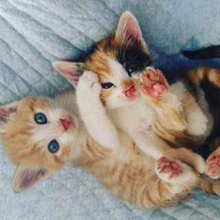 千葉県白井市 甘えん坊の兄妹です